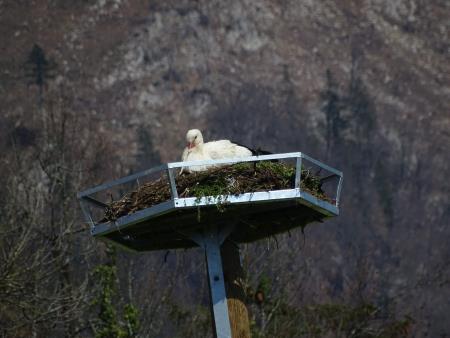 Povratek preddvorskih štorkelj (9)